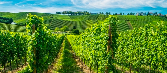 Autunno alla scoperta del vino. In Lussemburgo