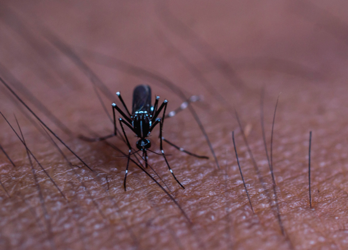 Rimedi anti-zanzare: che fare?